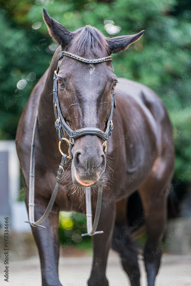 Naklejka premium 馬