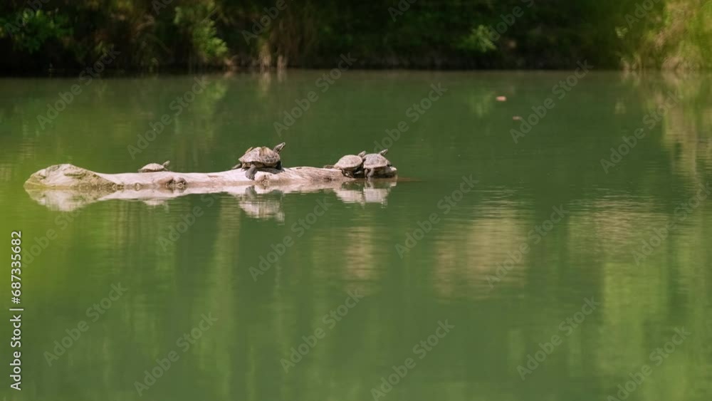 A Serene Gathering of Turtles on a Weathered Log, Embracing the Tranquility of the Water A Serene Gathering of Turtles on a Weathered Log, Embracing the Tranquility of the Water