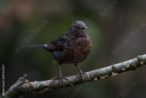 Female Blackbird (Turdus merula)                               on a branch. Autumn day in a deep forest in the Netherlands.                                 