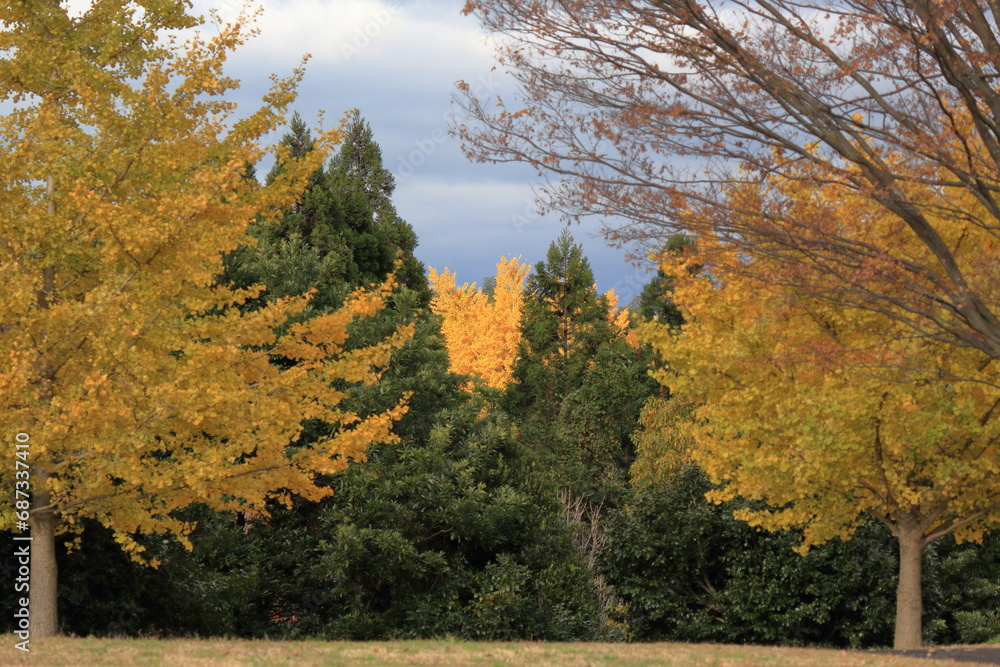 日本の秋の風景、紅葉