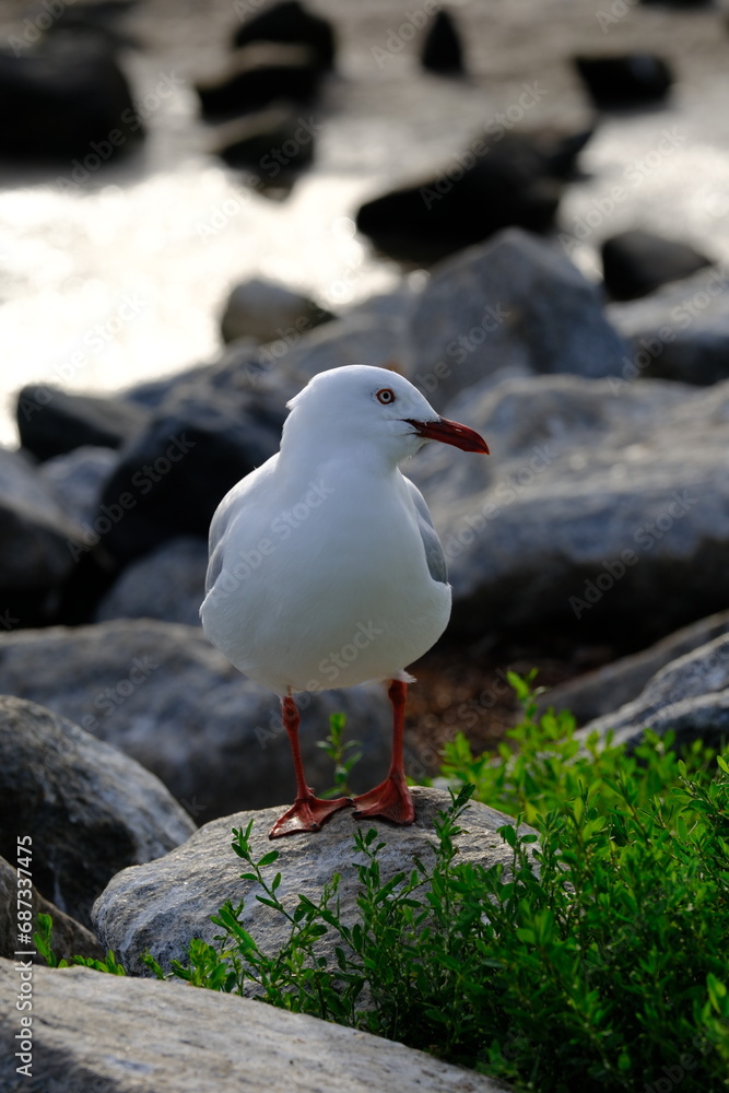 The silver gull (Chroicocephalus novaehollandiae) is the most common gull of Australia. It has been found throughout the continent, but particularly at or near coastal areas. The silver gull (Chroicocephalus novaehollandiae) is the most common gull of Australia. It has been found throughout the continent, but particularly at or near coastal areas.