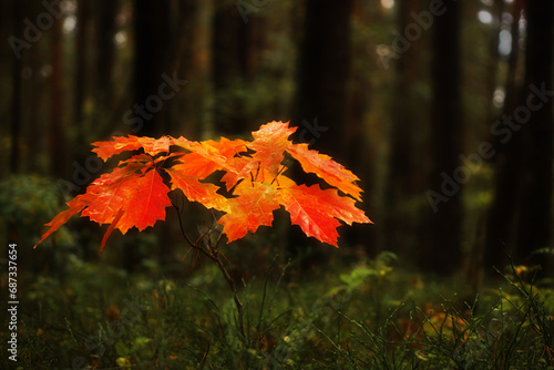Branch with colorful autumn leaves in a dark forest, red oak leaves in front of dark copy space, autumn landscape