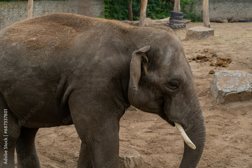 Fototapeta premium Asian elephant (Elephas maximus), also known as the Asian elephant.