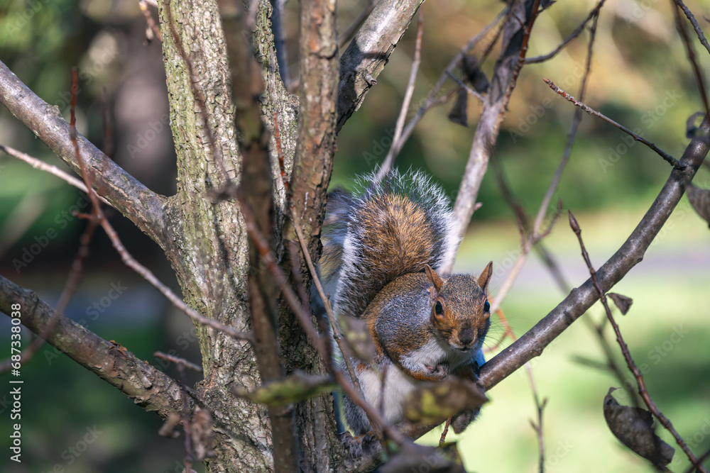 Sciurus carolinensis or grey squirrel in a tree, close up