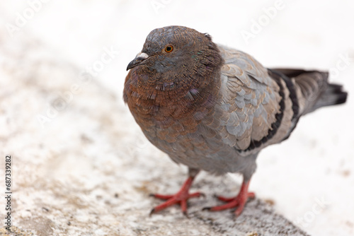 A good-looking, colorful city pigeon poses in the snow