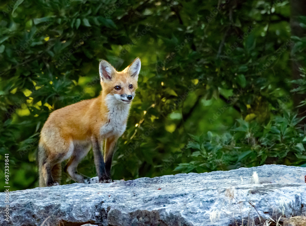Obraz premium A juvenile Red Fox alertly surveys its surroundings.