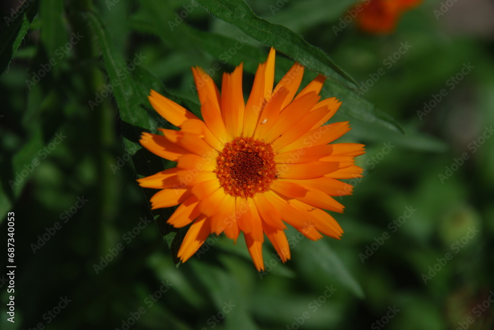 Garden gerbera. A genus of perennial herbs in the Asteraceae family. A large orange flower with long elongated petals growing in two rows. The core is a slightly darker color. Green grass grows around Garden gerbera. A genus of perennial herbs in the Asteraceae family. A large orange flower with long elongated petals growing in two rows. The core is a slightly darker color. Green grass grows around