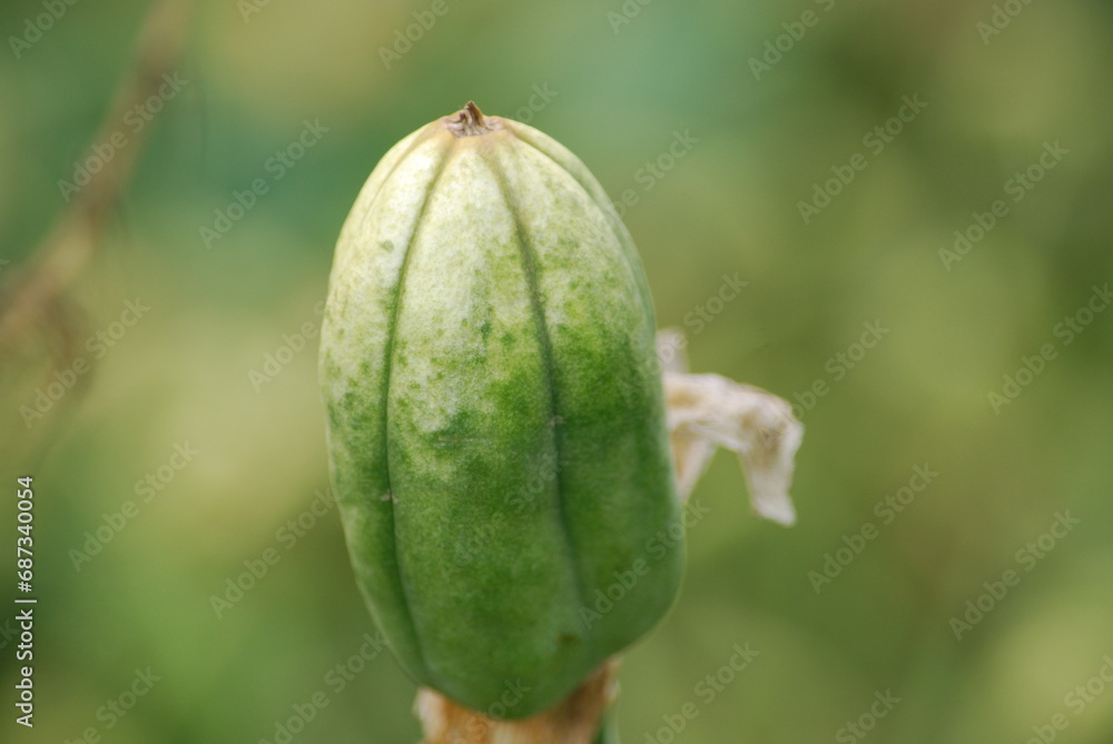 Iris seeds in a pod. The large Iris flower has faded and in its place a large green pod has grown with shifts. It is still green and not opened. The pod is elongated oval in shape with dark veins. Iris seeds in a pod. The large Iris flower has faded and in its place a large green pod has grown with shifts. It is still green and not opened. The pod is elongated oval in shape with dark veins.