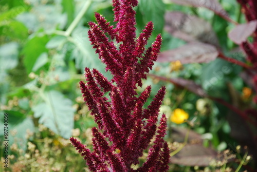 Amaranth paniculata Red Cathedral. The annual plant is formed from small small flowers  which are collected in rather dense dark burgundy spike-shaped paniculate inflorescences.
