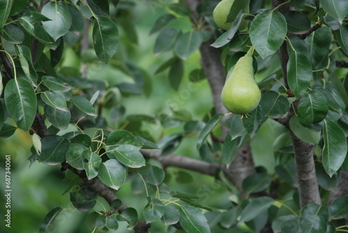 Green pears on a pear tree. Large green fruits hang on a tree strewn with green leaves. They have an elongated shape with a thickening at the end. The pears are not yet ripe.