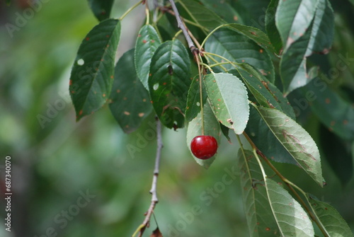 Lonely cherry on a cherry tree. A medium sized red drupe grew and matured on a tree branch. Cherry leaves are oval-shaped with holes and specks left by insect pests.