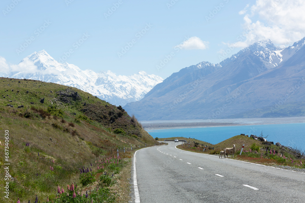 Road awareness - sheep crossing the road with a car in the distance, winding NZ roads around Mount Cook region in Spring 