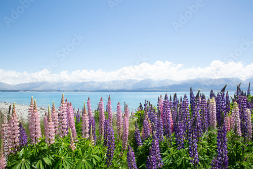 Colourfiul lupines over a lake on a spring day, blue sky 