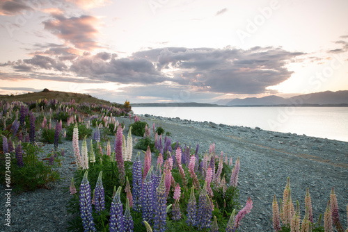 Fototapeta Naklejka Na Ścianę i Meble -  Sunset over lupine bay, Central south island, New Zealand spring time 