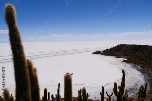 View of Gian cactuses and Salar de Uyuni Salt Flat or salt lake, a popular travel destination, from  Incahuasi island, Potosi, Bolivia.