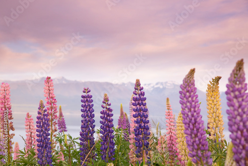 sunrise closeup of Lupines New Zealand