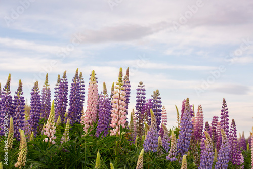 colourful lupines shot at low angle, simple sky, New Zealand