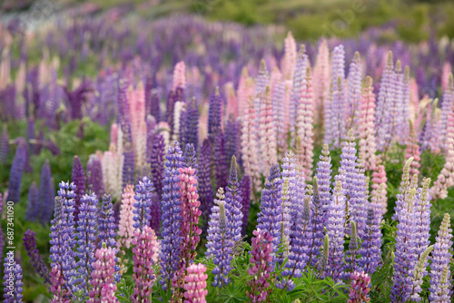 A field of Lupines Otago New Zealand 