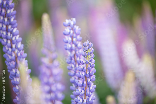New Zealand lupins, shalow focus, focus on lupin, detailed closeup purple flower photo