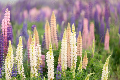 an array of colorful lupines in a vast field  NZ invasive weed 