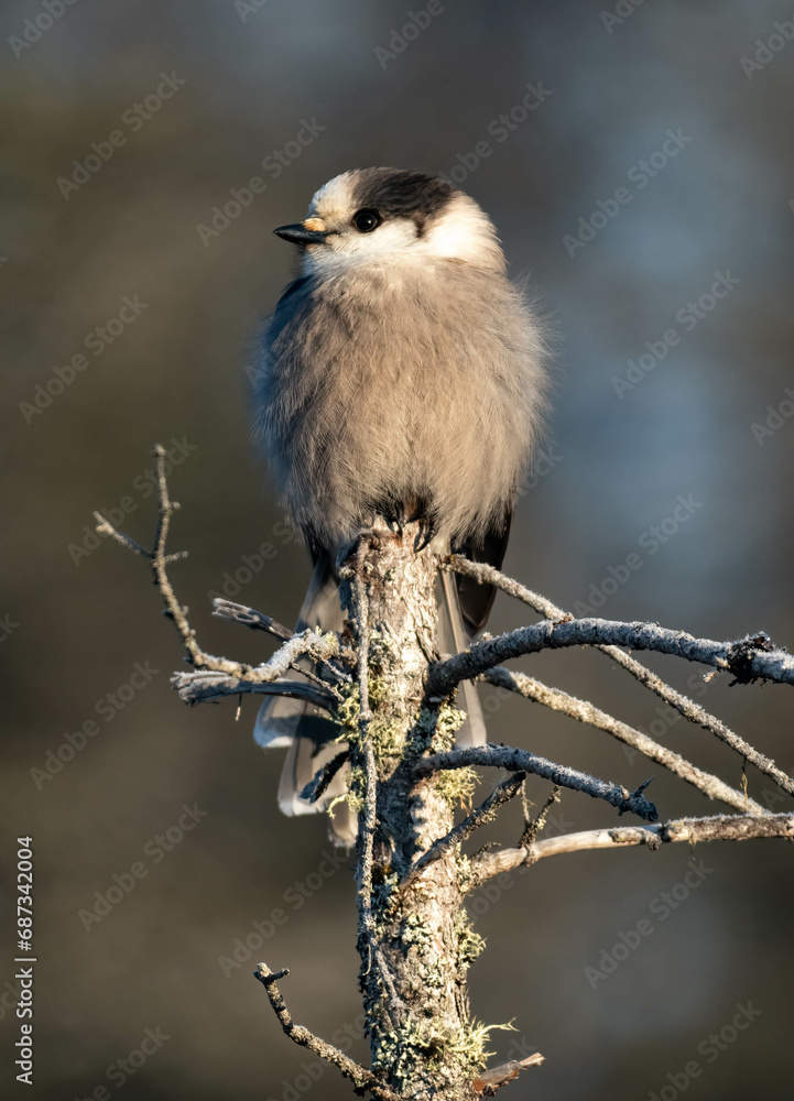 Canada Jay Canada Jay