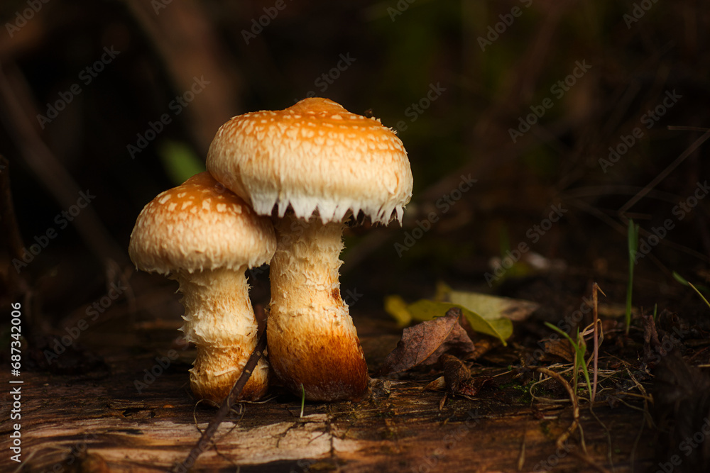 Close-up of a very interesting colorful pair of mushrooms, poplar sprout, pholiota populnea, autumn mushrooms