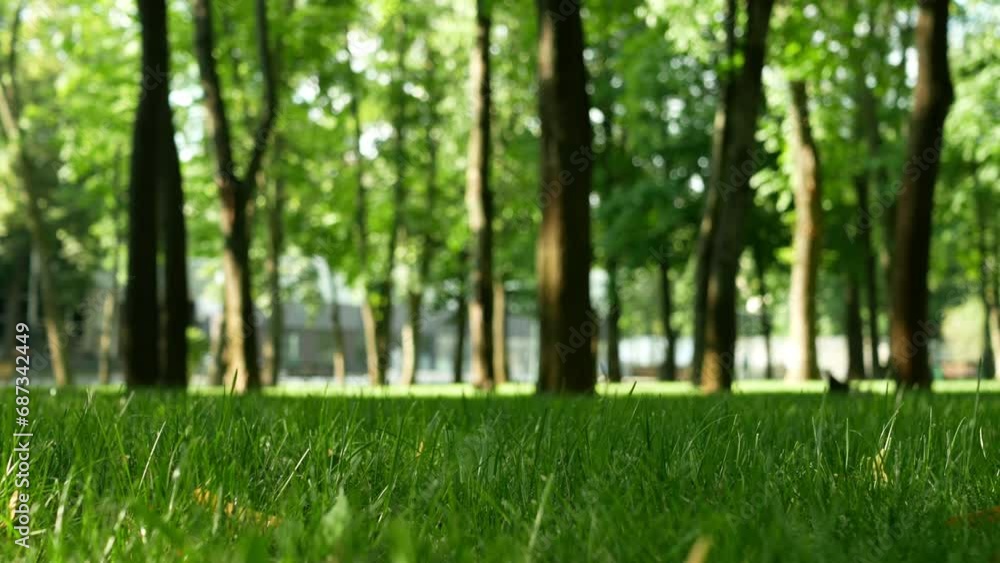 A beautiful city park with a perfect green lawn among even trees. Static shooting with focus on grass in sunny weather in summer. A beautiful city park with a perfect green lawn among even trees. Static shooting with focus on grass in sunny weather in summer.