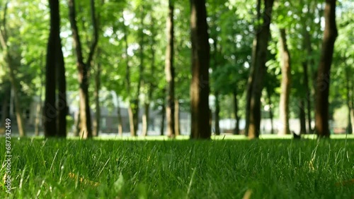 A beautiful city park with a perfect green lawn among even trees. Static shooting with focus on grass in sunny weather in summer.