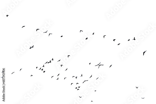 A flock of black birds are flying in the sky isolated against a white background photo