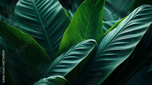 Abstract tropical green leaf textured background, large foliage, background for green nature., Fresh green leaves with natural background, with beautiful smooth leaves for wallpapers., Fresh green