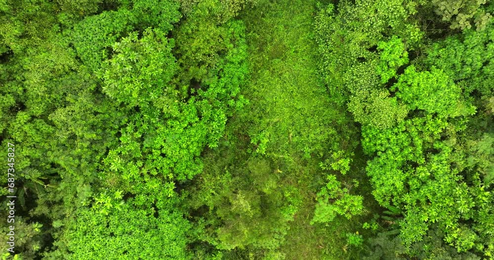 Aerial view Drone camera top view rainforest trees ecology with healthy environment concept and summer background,Green environment background Aerial view Drone camera top view rainforest trees ecology with healthy environment concept and summer background,Green environment background