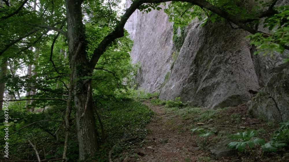 A Serene Journey Through the Enchanting Woods, Guiding You to the Majestic Cliff A Serene Journey Through the Enchanting Woods, Guiding You to the Majestic Cliff