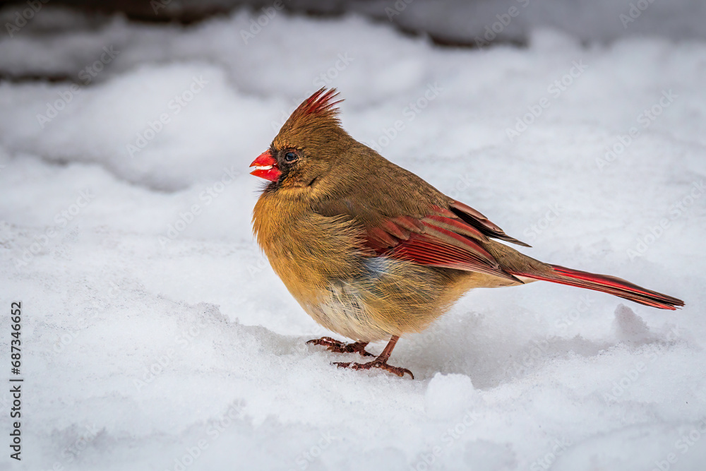 Female Northern Cardinal perched in a deep snow Female Northern Cardinal perched in a deep snow