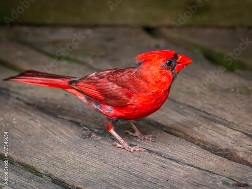 Male North American Cardinal bird