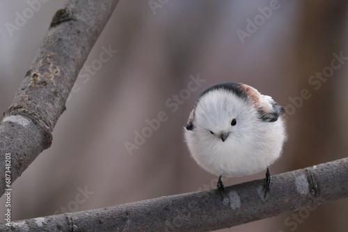 冬毛を纏ったシマエナガが枝に止まっていた