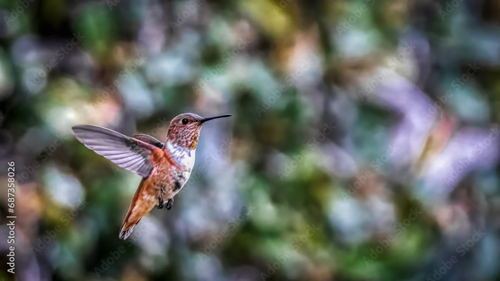 Fototapeta premium hummingbird in flight