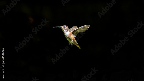 hummingbird in flight