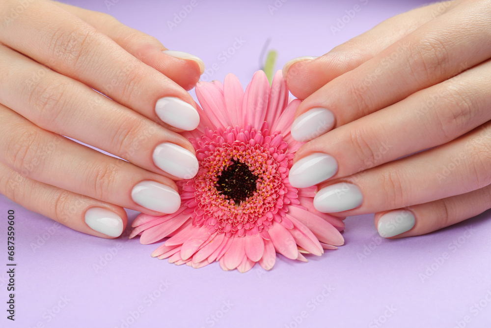 Woman with white polish on nails holding flower on violet background, closeup Woman with white polish on nails holding flower on violet background, closeup