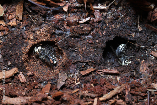 Close-up of two bald-faced hornet (Dolichovespula arenaria) queens in hollows spaces under a log.  They will hibernate through the winter, and then emerge in the spring to start separate nests. 