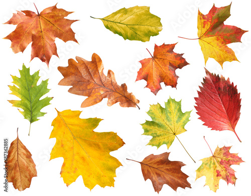 Many different bright autumn leaves isolated on white