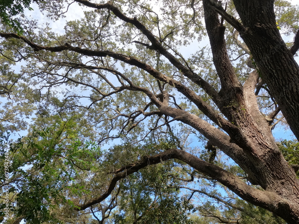 Branches Outstretched towards the sky Branches Outstretched towards the sky