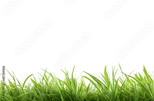 Grass on a isolated background  transparent png
