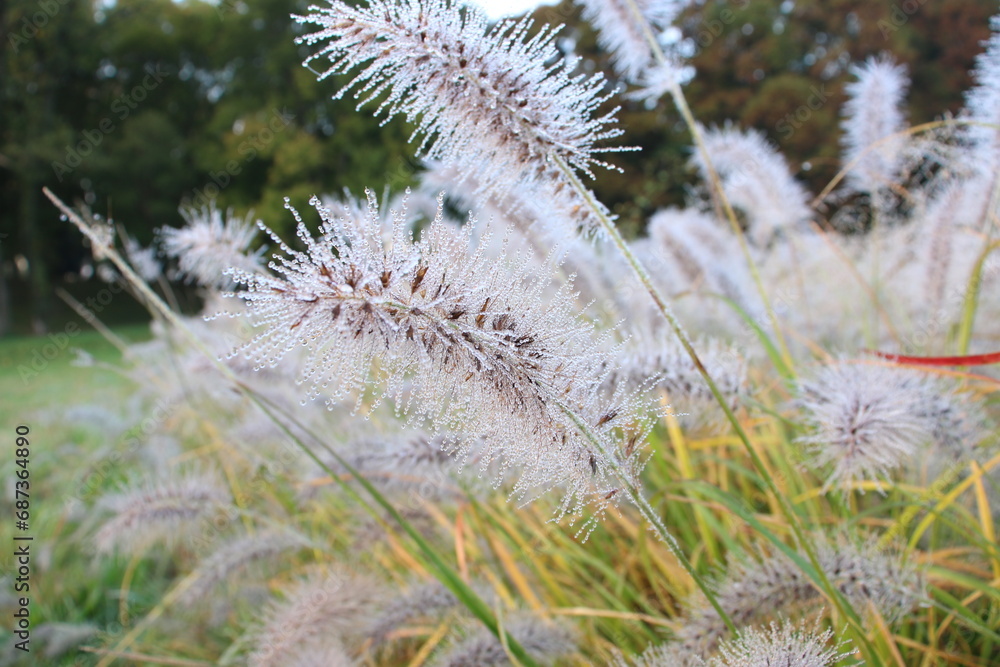 Pennisetum alopecuroides Pennisetum alopecuroides