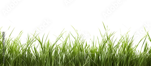 Grass on a isolated background, transparent png