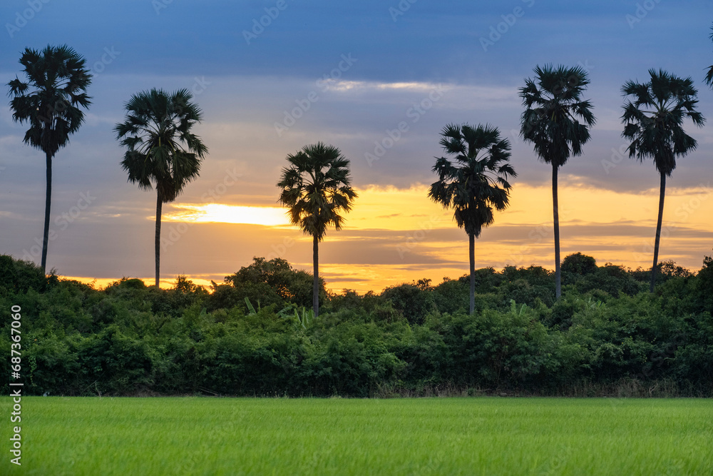 rice fields and sugar palm tree at sunrise 