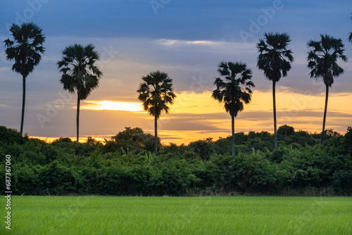 rice fields and sugar palm tree at sunrise 