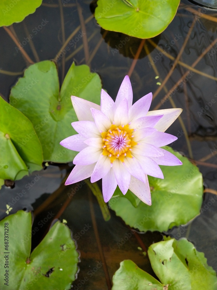 Purple lotus with green leaves in the water Purple lotus with green leaves in the water