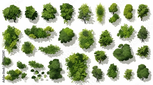Tree model for landscape design isolated on white