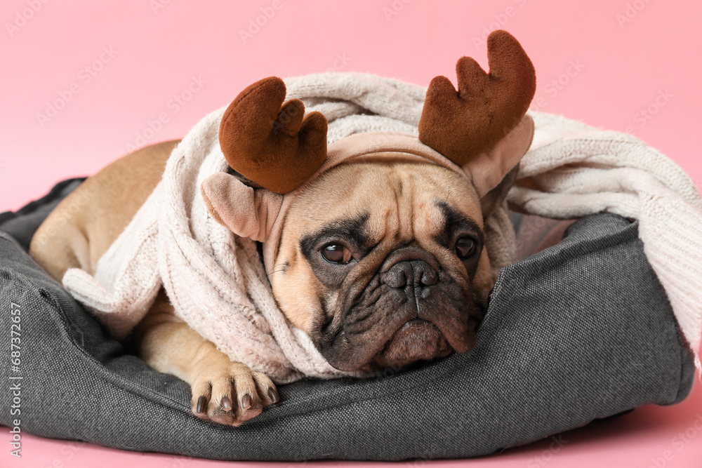 Cute pug dog in Christmas deer horns with scarf lying on pet bed against pink background