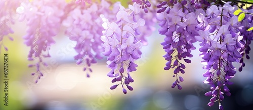 blooms of wisteria